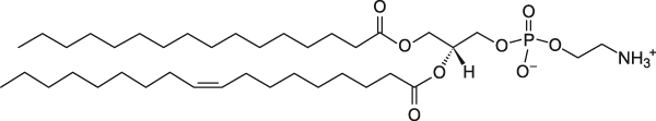 Egg Trans PE